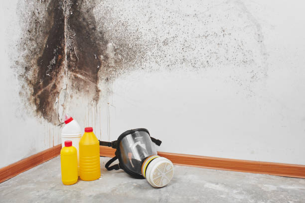 Best Mold Removal Company Near Me  in Hawthorne, NJ