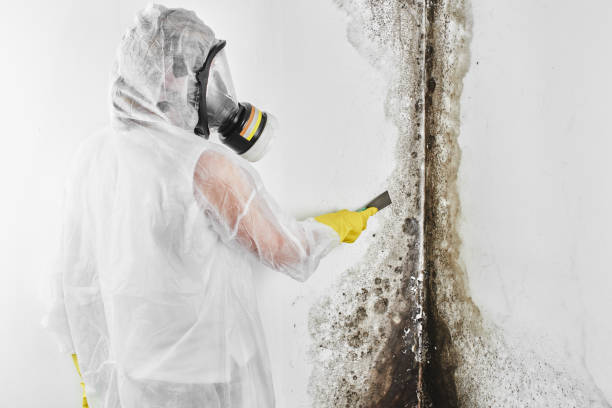 Best Commercial Mold Removal  in Hawthorne, NJ