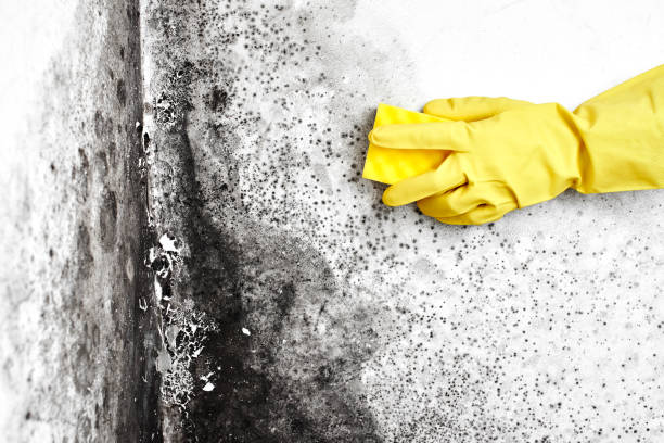 Best Same-Day Mold Removal  in Hawthorne, NJ