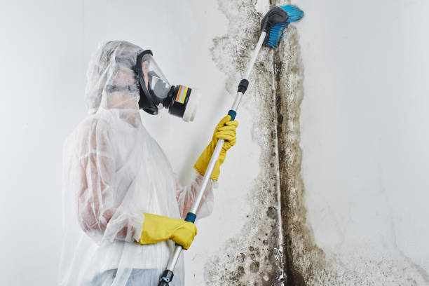 Best Emergency Mold Removal  in Hawthorne, NJ