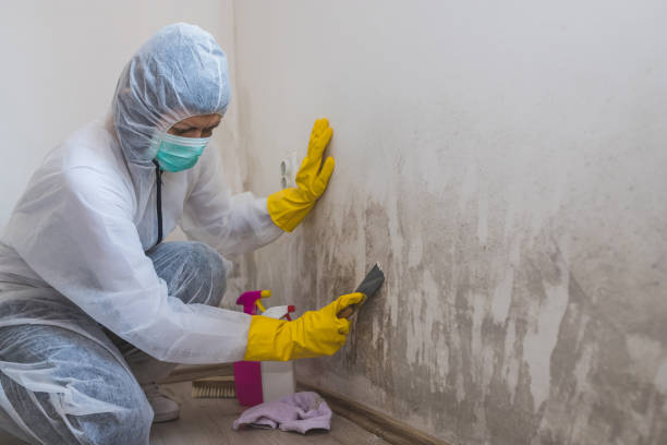 Mold Removal and Inspection in Hawthorne, NJ