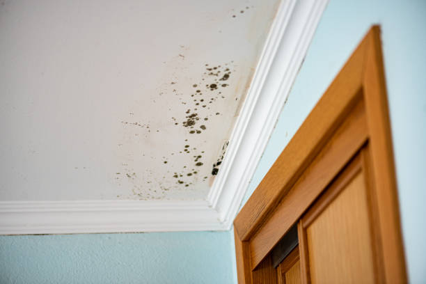 Best Mold Damage Repair  in Hawthorne, NJ