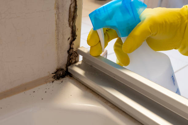 Best Mold Removal Near Me  in Hawthorne, NJ