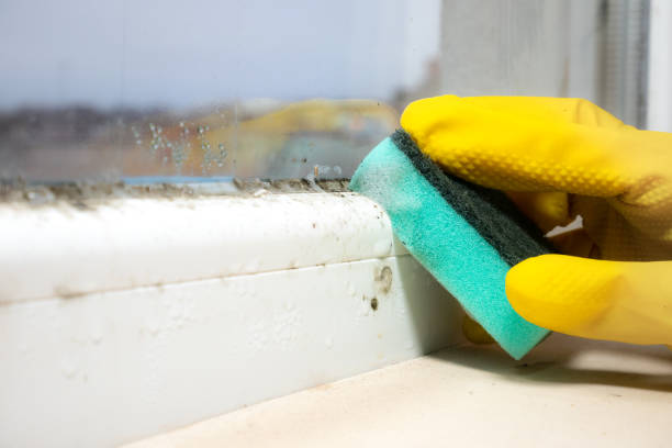 Best Black Mold Removal  in Hawthorne, NJ