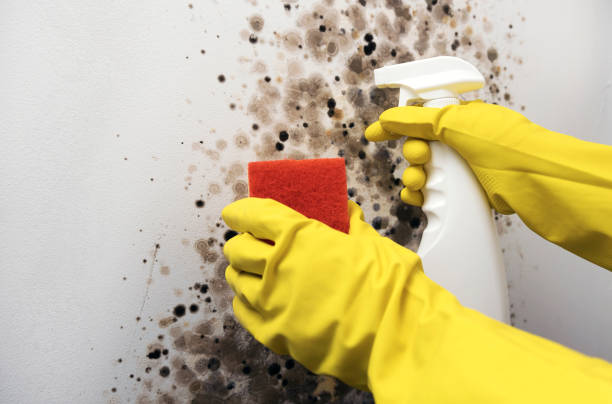 Best Same-Day Mold Removal  in Hawthorne, NJ