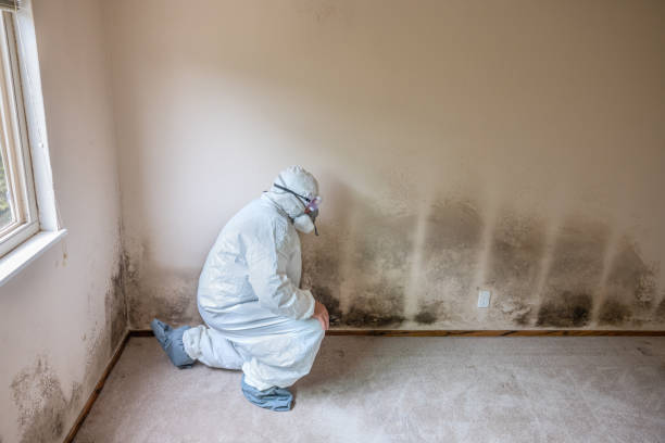 Best Mold Inspection  in Hawthorne, NJ