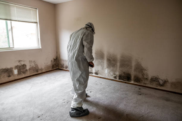 Professional Mold Removal in Hawthorne, NJ