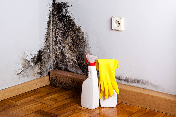 Best Toxic Mold Removal  in Hawthorne, NJ