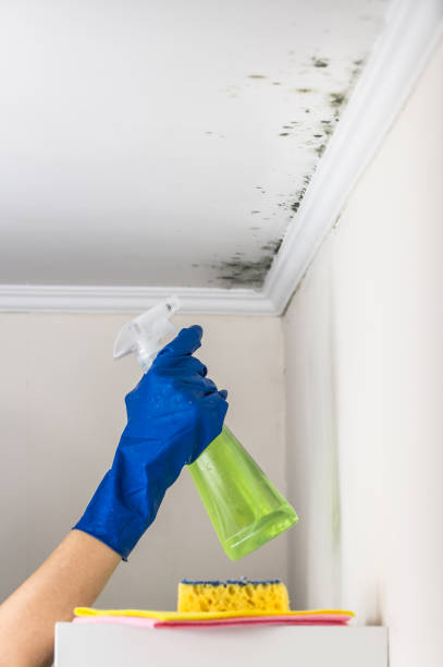 Best Attic Mold Removal  in Hawthorne, NJ